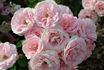 Pride of Oakland rose photo