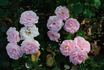 Pride of Oakland rose photo