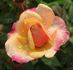Alexandra Kordana rose photo