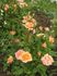 Alexandra Kordana rose photo