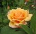 Alexandra Kordana rose photo