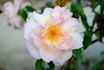 Souvenir de Madame Ladvocat rose photo