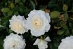 Star Dust ™ rose photo