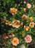 Alexandra Kordana rose photo