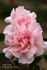 Lady Luck rose photo