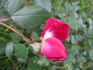 Bella di Monza rose photo