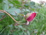 Bella di Monza rose photo