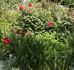 Audie Murphy rose photo