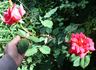Audie Murphy rose photo