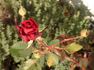 Anneliese rose photo