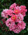 Renny rose photo