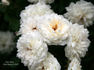 Star Dust ™ rose photo