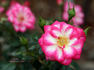Libby rose photo