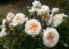 Bredon ® rose photo