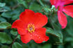 Playtime ™ rose photo