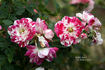 Rockin' Robin™ rose photo