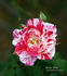 Rockin' Robin™ rose photo