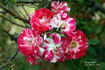 Rockin' Robin™ rose photo