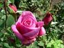 Clair de Lune rose photo