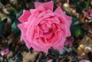 Dean Collins rose photo