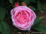 Catherine Soupert rose photo