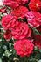 Galaxy rose photo