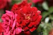 Galaxy rose photo