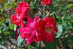 Grand Gala ® rose photo