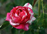 Striped Queen rose photo