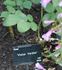 Victor Verdier rose photo