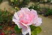 Lady Luck rose photo