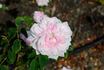 Mademoiselle Berthe Lévêque rose photo
