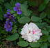 Celina Dubos rose photo