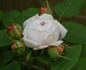 Celina Dubos rose photo