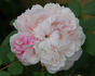 Celina Dubos rose photo
