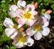 Silicon Valley Diamond rose photo