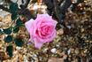 Pink Lustre rose photo