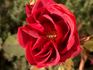 Anneliese rose photo