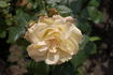 Peppermint Ice rose photo