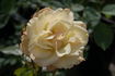 Peppermint Ice rose photo