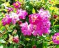 Alfalfa™ rose photo