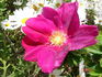 Rugspin rose photo