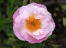 Muriel rose photo