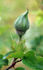 Muriel rose photo