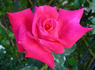 Hawaiian Prince rose photo