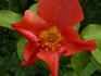 04-09-01 rose photo