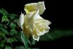 Amazone rose photo