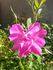 <i>Rosa palustris scandens</i> rose photo