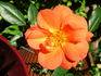 Tangerine Jewel ™ rose photo