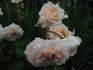 Bredon ® rose photo